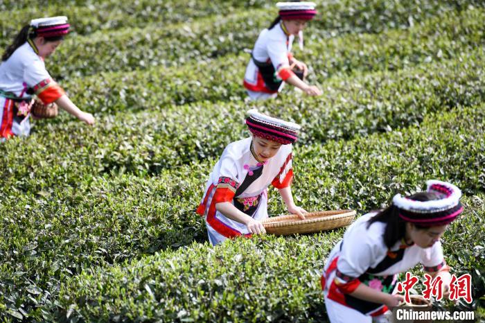 白族村民在茶園采摘?！钊A峰 攝