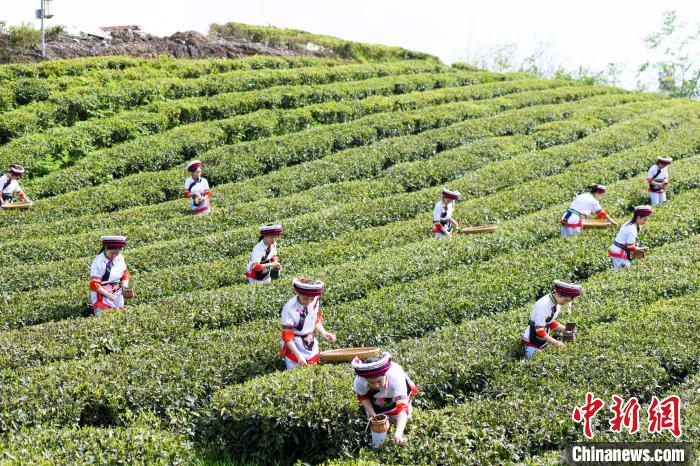 眾多白族村民身著民族服飾走進(jìn)茶園采摘?！钊A峰 攝
