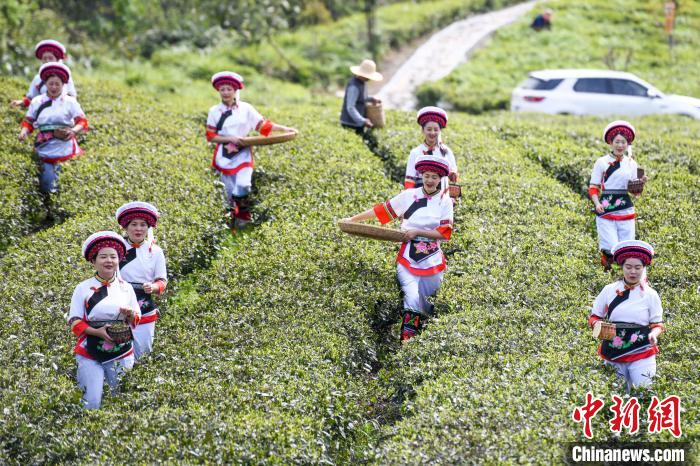 白族村民走進(jìn)茶園采摘?！钊A峰 攝
