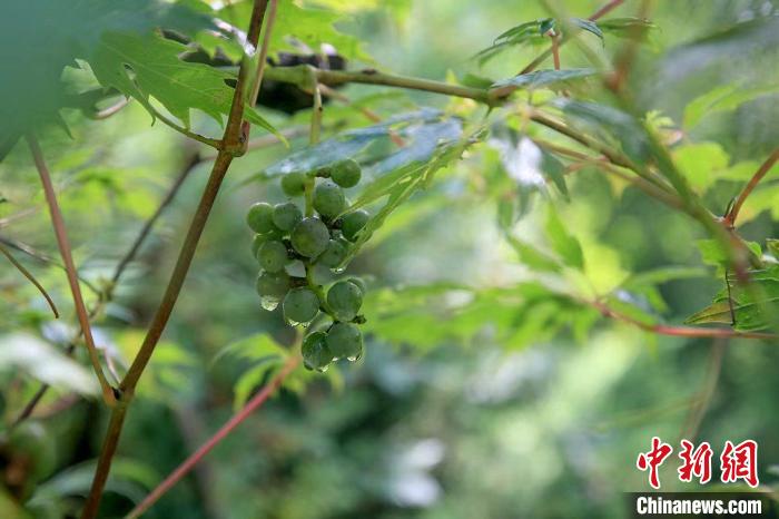 野生動(dòng)物在北京：如何筑牢生物多樣性“保護(hù)網(wǎng)”？