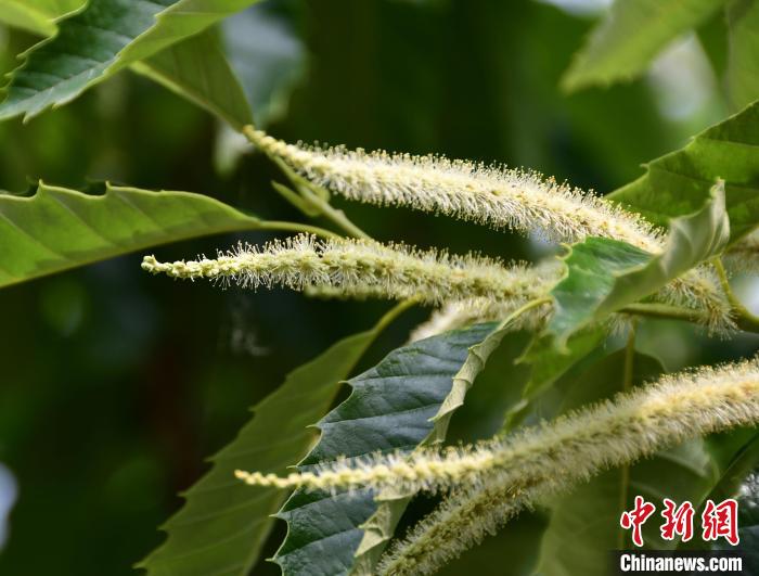 毛茸茸的栗花。　郝云崎 攝