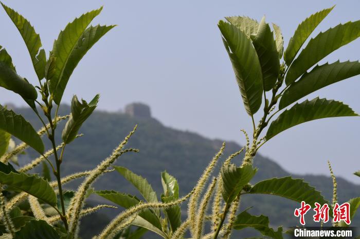 長(zhǎng)城腳下，“栗”花盛開(kāi)?！『略破?攝