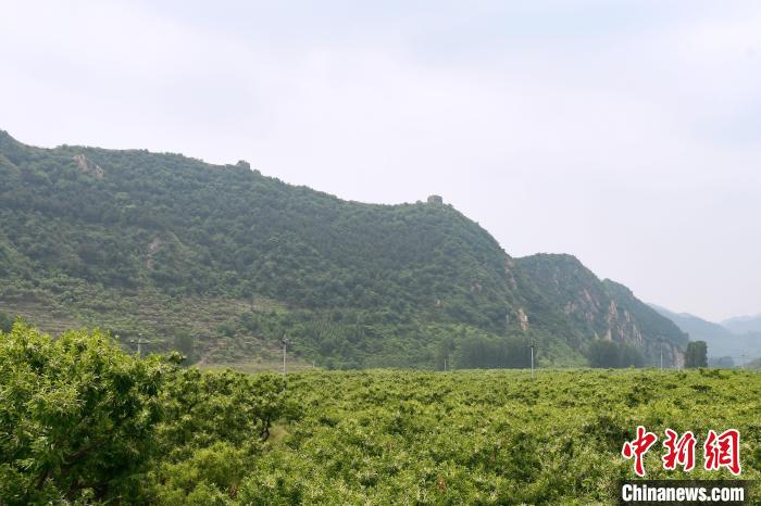 長(zhǎng)城腳下萬(wàn)畝栗花綻放，散發(fā)出淡淡清香?！『略破?攝