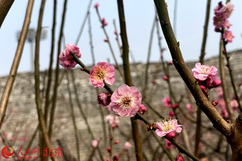 明城墻遺址公園梅花初綻。 人民網(wǎng) 池夢蕊攝