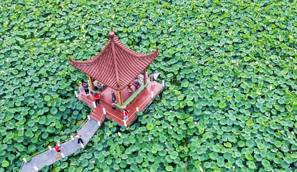 圖為金湖萬畝荷花蕩。陳義寶攝