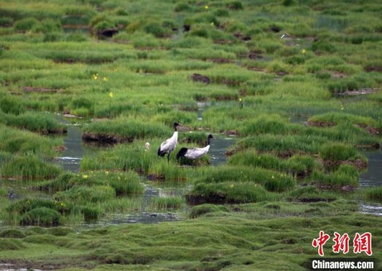 圖為祁連山國(guó)家公園青海片區(qū)內(nèi)的黑頸鶴?！∑钸B山國(guó)家公園青海省管理局供圖 攝