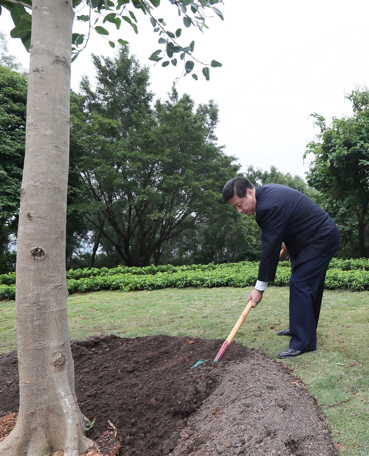 2012年12月8日，習近平在深圳蓮花山公園種下一棵高山榕樹。