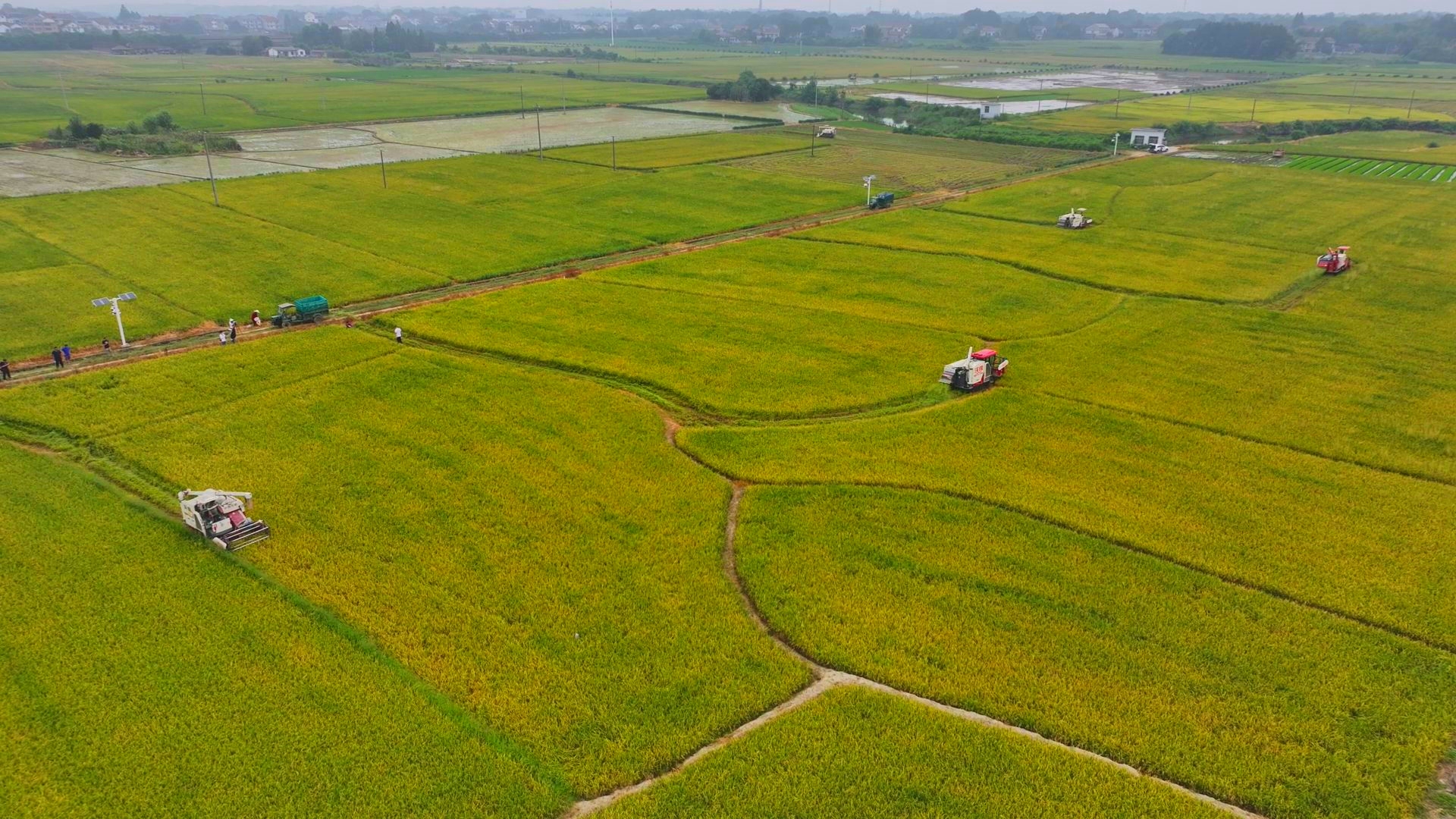 數(shù)臺(tái)收割機(jī)同時(shí)作業(yè)。常德市鼎城區(qū)融媒體中心供圖