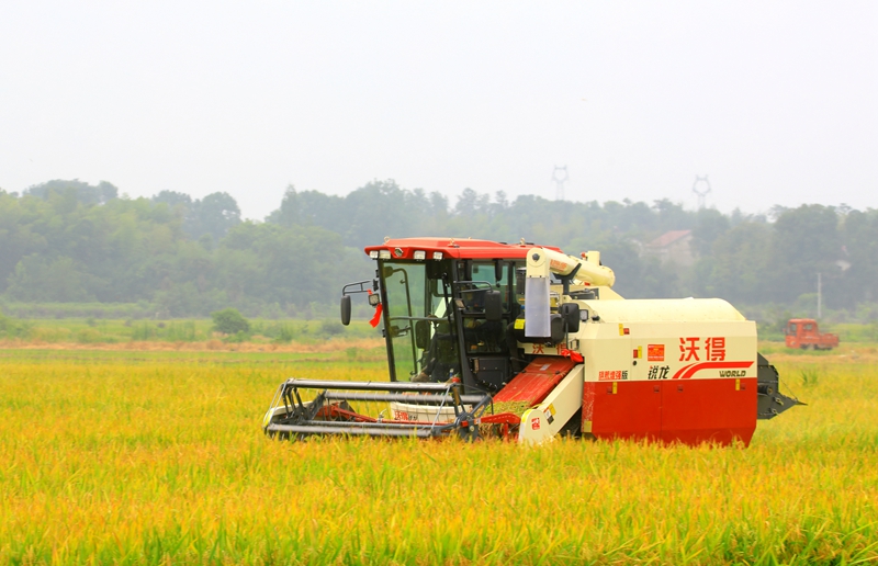 早稻收割忙，農(nóng)機(jī)來助力。常德市鼎城區(qū)融媒體中心供圖