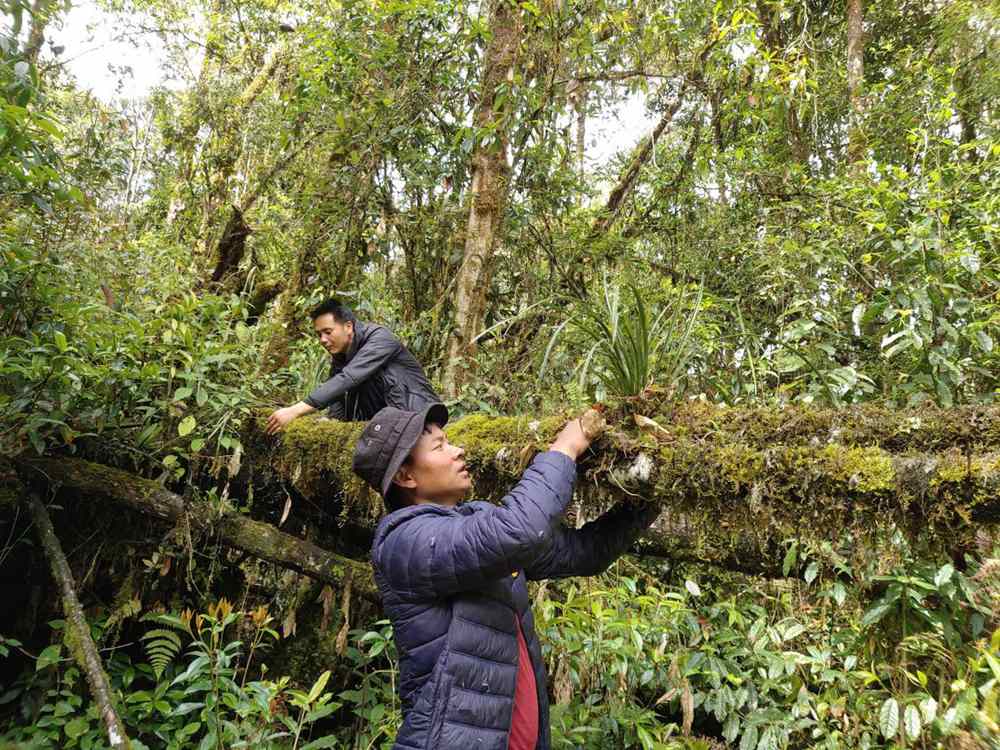 蘭花歸野。圖片由山水自然保護(hù)中心提供