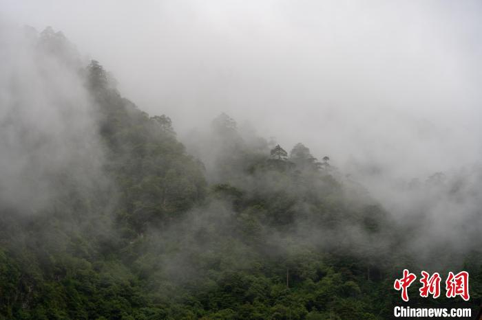雨后勒布溝的云霧。　江飛波 攝