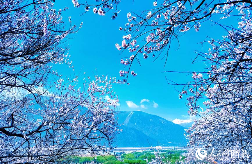 藍(lán)天與桃花相映成趣。 人民網(wǎng) 李海霞攝