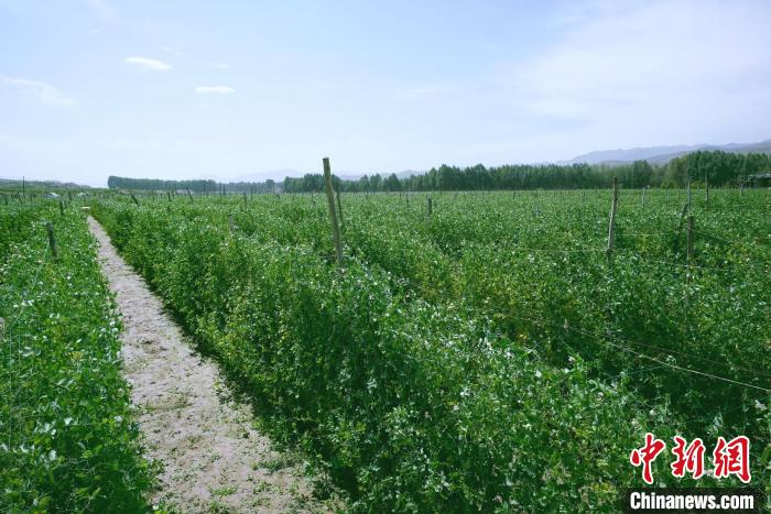 天?？h高原綠色(有機)蔬菜基地種植的食用莢豆?！￡I道華 攝
