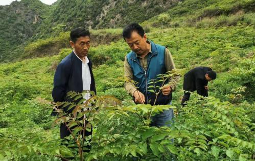 圖為張金利調(diào)研適合阿拉村種植的農(nóng)作物，經(jīng)過(guò)不斷改良技術(shù)后，產(chǎn)量大大提高。(資料圖)甘肅省水利廳供圖