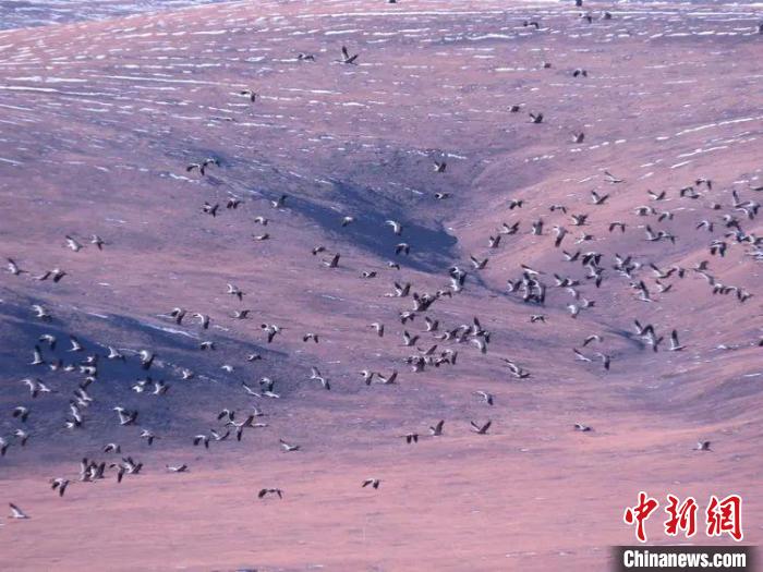 圖為黑頸鶴翔集于青海嘉塘草原上。　青海省玉樹藏族自治州稱多縣委宣傳部供圖