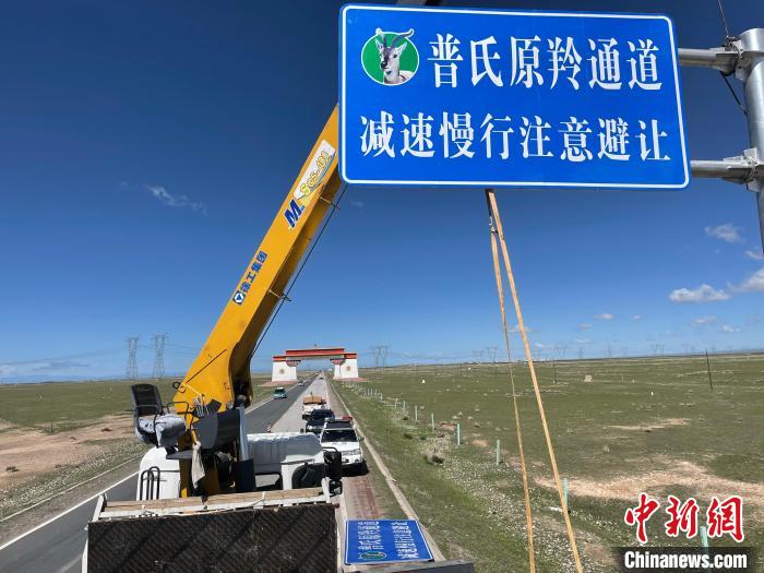 圖為青海省海北州剛察縣設(shè)立的普氏原羚通道警示牌?！∏嗪Ｊ『１敝萑嗣駲z察院供圖