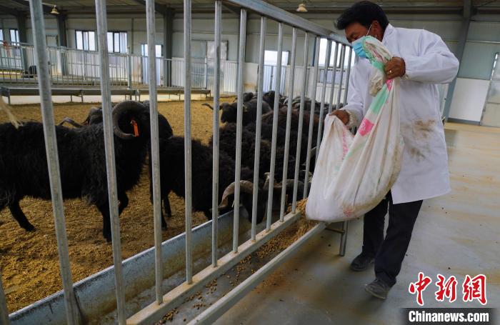 圖為飼養(yǎng)員給黑藏羊喂食?！●R銘言 攝