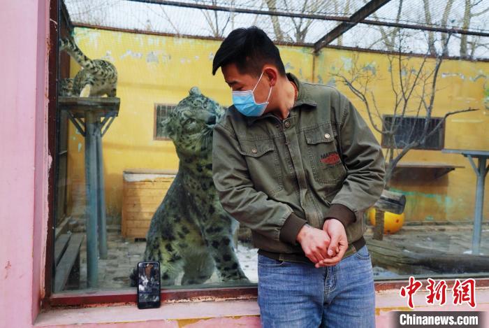 圖為雪豹“奶爸”史壽軍直播休息時與雪豹互動?！●R銘言 攝