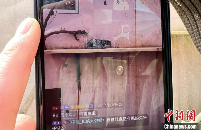 圖為雪豹“奶爸”史壽軍正在直播?！●R銘言 攝