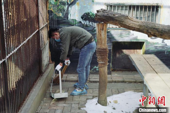 圖為雪豹“奶爸”史壽軍正在打掃豹館衛(wèi)生?！●R銘言 攝