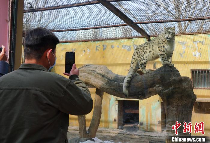 圖為雪豹“奶爸”史壽軍正在直播?！●R銘言 攝