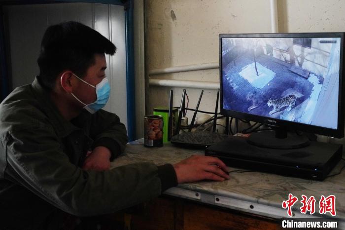 圖為雪豹“奶爸”史壽軍通過監(jiān)控察看雪豹情況?！●R銘言 攝