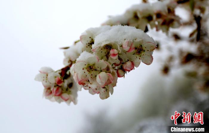 花兒被冰雪覆蓋?！±钣腊?　攝