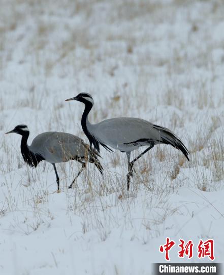 在若爾蓋濕地的蓑羽鶴?！∩袞|機(jī) 攝