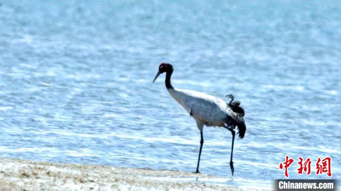 圖為黑頸鶴在青海湖畔散步?！《砣詹囟?攝