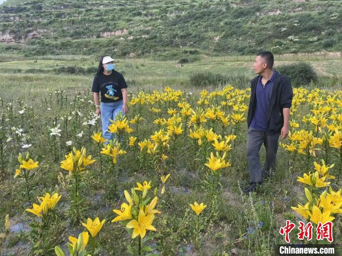 村民采摘百合花?！∪捞量h委宣傳部供圖