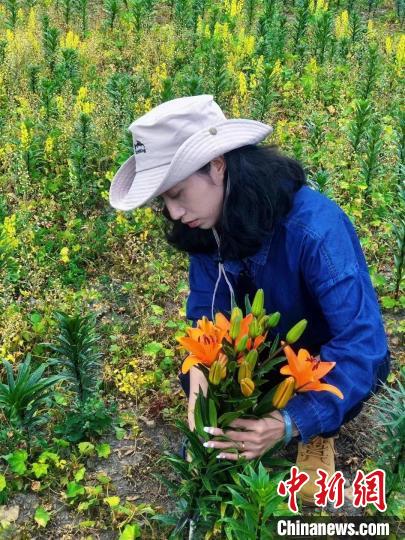 村民采摘百合花。　壤塘縣委宣傳部供圖