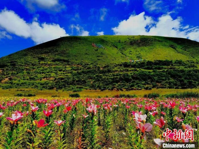 近百畝百合花競(jìng)相開放，景色誘人?！∪捞量h委宣傳部供圖
