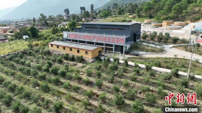 伍合村的油橄欖種植基地。　高嘉琪 攝