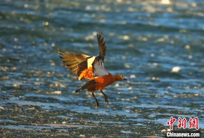 圖為赤麻鴨貼著水面飛行?！“兹斩〔冀?攝