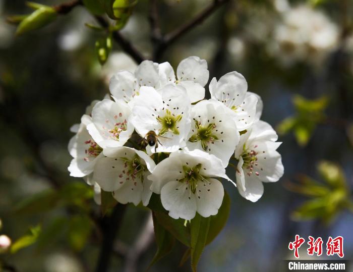 圖為盛開的梨花?！∑钤鲚?攝