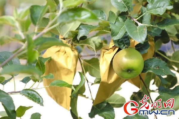 我們的家園｜小蘋果帶動大產(chǎn)業(yè)，帶你看看這座阿壩州小村的鄉(xiāng)村振興新模式