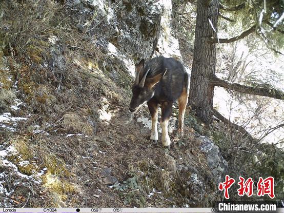 圖為相同位點(diǎn)記錄到的國(guó)家二級(jí)重點(diǎn)保護(hù)野生動(dòng)物—中華鬣羚?！≈袊?guó)科學(xué)院昆明動(dòng)物研究所提供