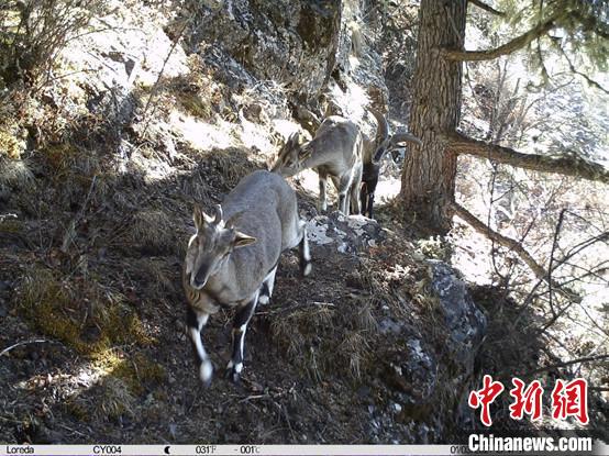 圖為相同位點(diǎn)記錄到的雪豹主要獵物—巖羊。　中國(guó)科學(xué)院昆明動(dòng)物研究所提供