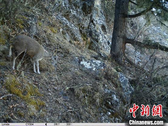 圖為相同位點(diǎn)記錄到的國(guó)家一級(jí)重點(diǎn)保護(hù)野生動(dòng)物—馬麝?！≈袊?guó)科學(xué)院昆明動(dòng)物研究所提供