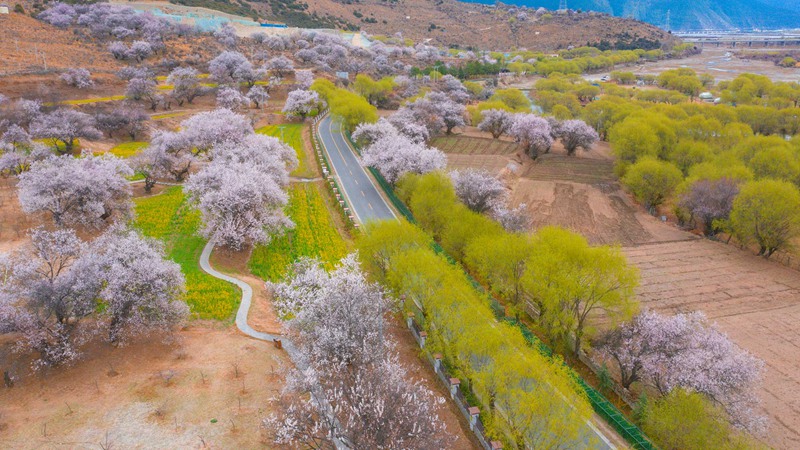 林芝桃花盛開。 張靜攝
