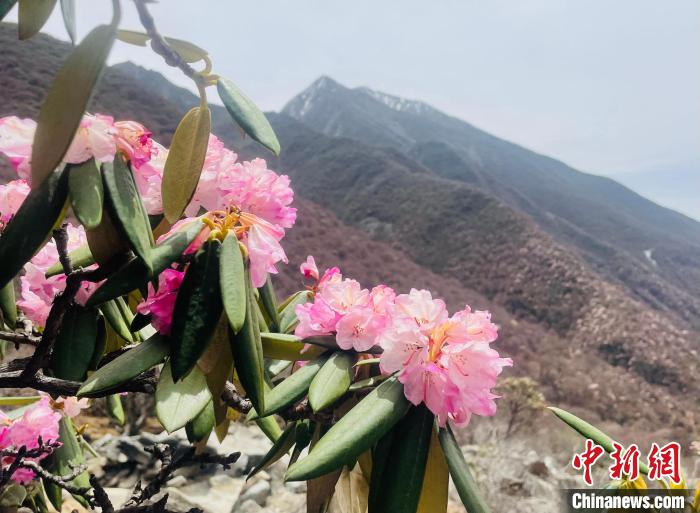 近日，西藏自治區(qū)山南市加查縣索囊溝的杜鵑花競(jìng)相綻放。　冉文娟 攝