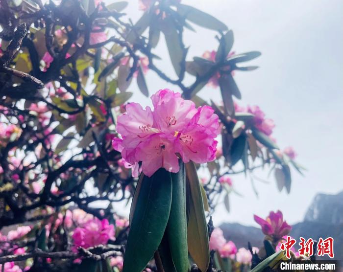 近日，西藏自治區(qū)山南市加查縣索囊溝的杜鵑花競(jìng)相綻放?！∪轿木?攝