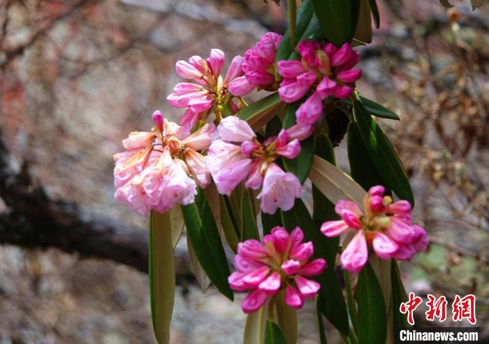 近日，西藏自治區(qū)山南市加查縣索囊溝的杜鵑花競(jìng)相綻放?！∪轿木?攝