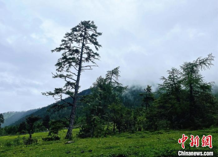 6月10日，魯朗小鎮(zhèn)高山牧場(chǎng)景區(qū)風(fēng)光?！∪轿木?攝