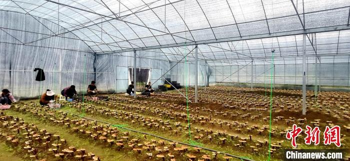 圖為紅太陽科技示范家庭農(nóng)場(chǎng)組織民眾采收靈芝?！∑酱胪喙﹫D