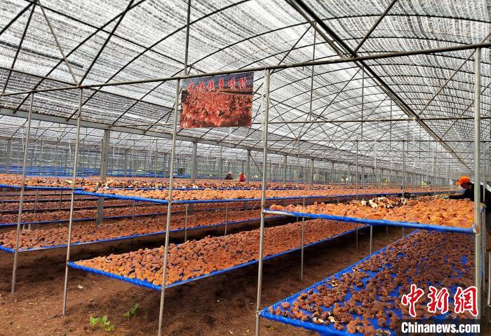 圖為紅太陽科技示范家庭農(nóng)場(chǎng)采收的靈芝?！∑酱胪喙﹫D
