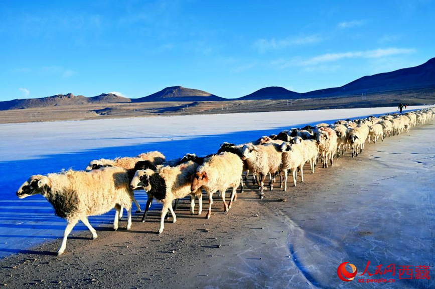 羊群排著隊(duì)穿過普莫雍錯(cuò)。 人民網(wǎng) 李海霞攝