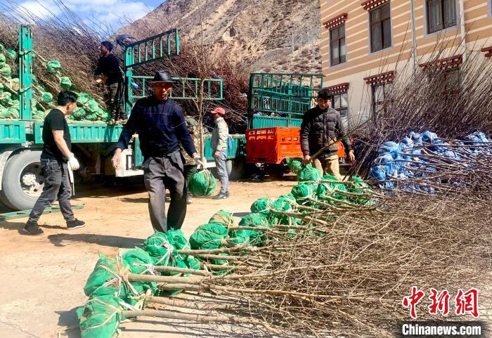 民眾搬運(yùn)苗木?！〔际忻⒖悼h委宣傳部供圖