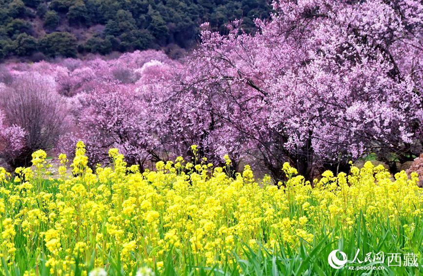 桃花與油菜花勾勒出別樣風(fēng)景。 人民網(wǎng) 李海霞攝