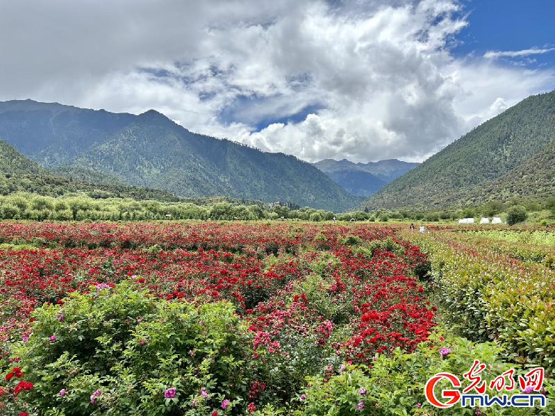 我們的家園丨【組圖】 綠水青山入畫，“金山銀山”筑起